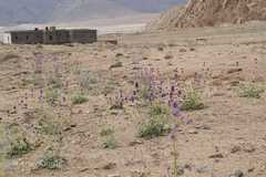 Nepeta floccosa